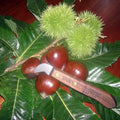 Chestnut Knife, Made in the USA