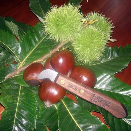 Chestnut Knife, Made in the USA
