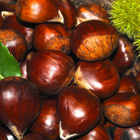 Jumbo Fresh Chestnuts (1½"+ diameter) $15/lb.