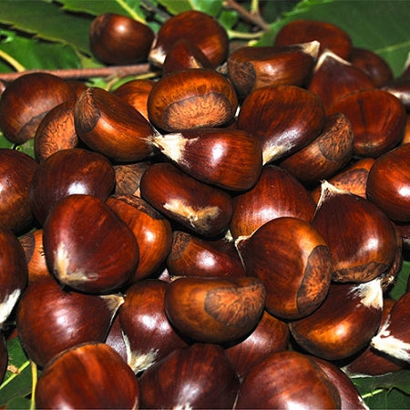 Medium Fresh Chestnuts (1"–1¼" diameter) $11/lb.